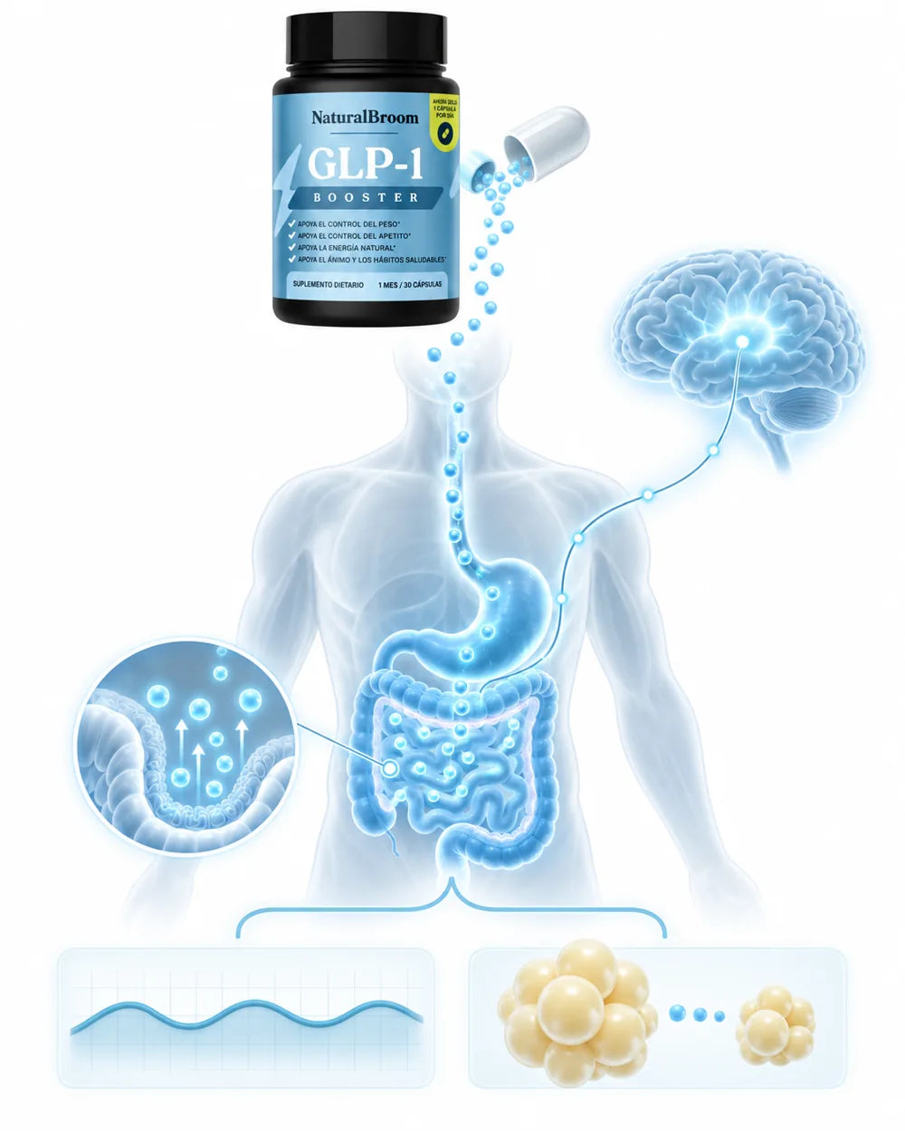 Cómo actúa NaturalBroom: de la cápsula al intestino, al cerebro y a la grasa